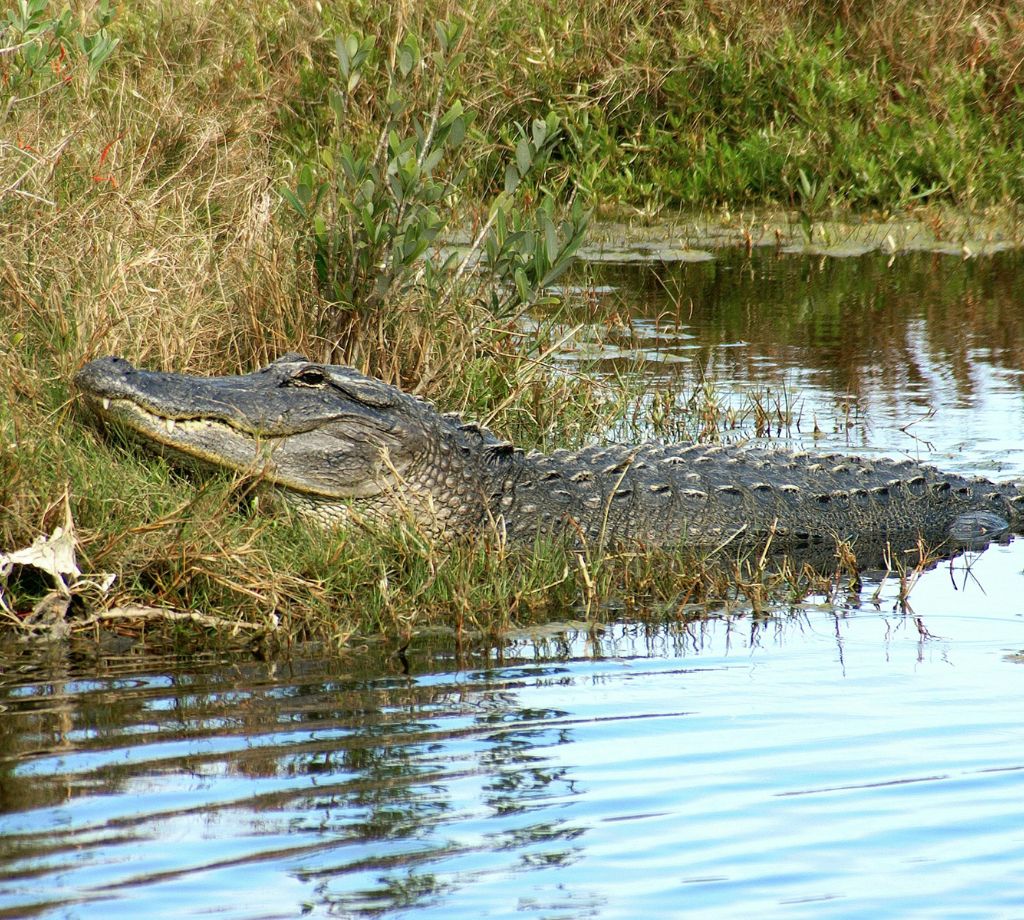 Esteros del Iberá 004