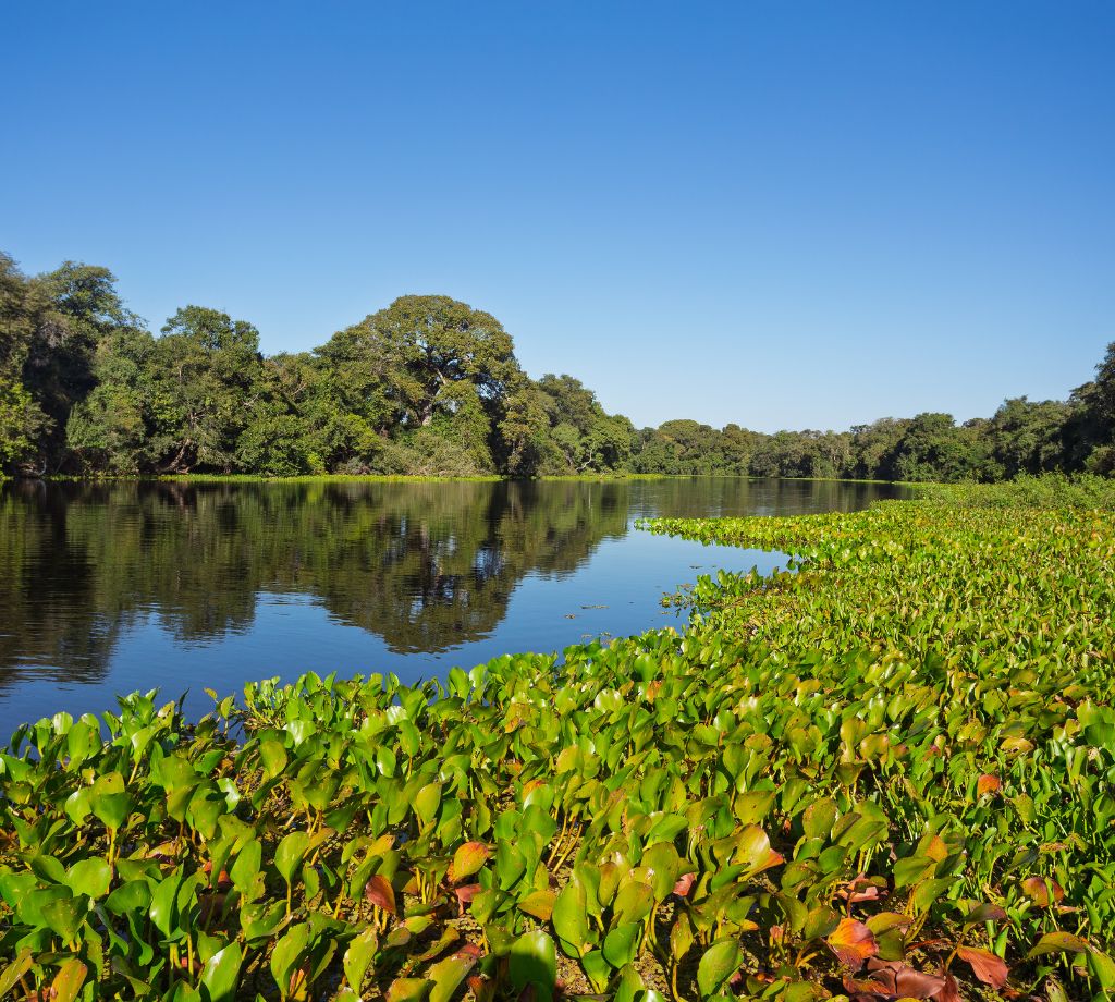 Esteros del Iberá 005