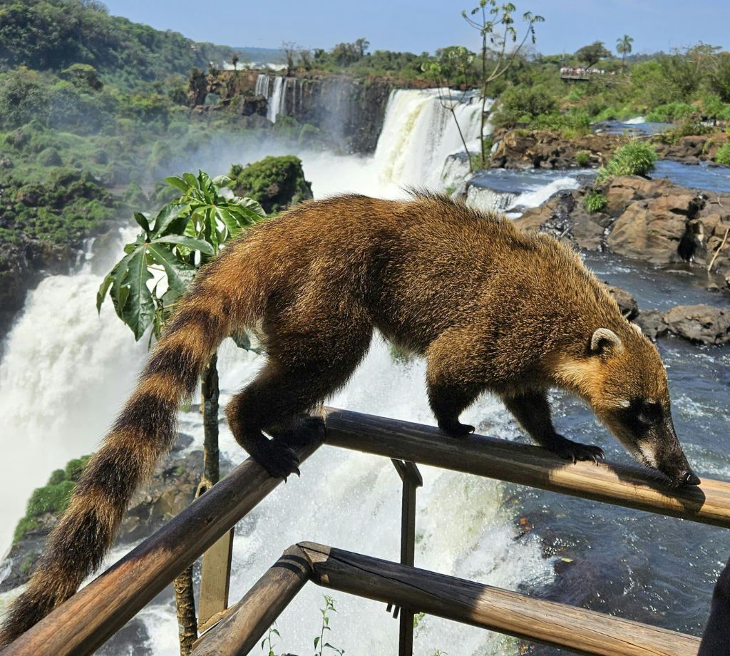 Iguazu 005